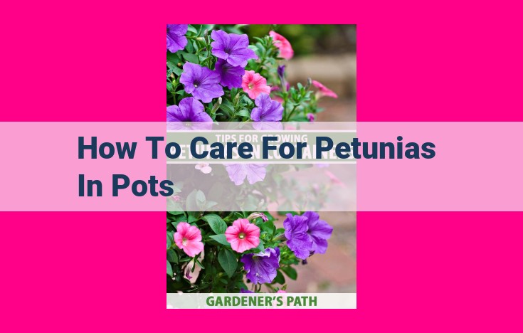 how to care for petunias in pots