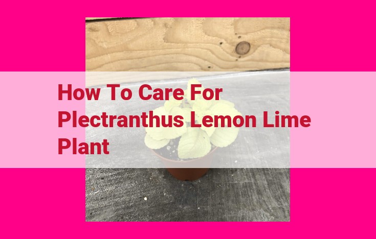 how to care for plectranthus lemon lime plant