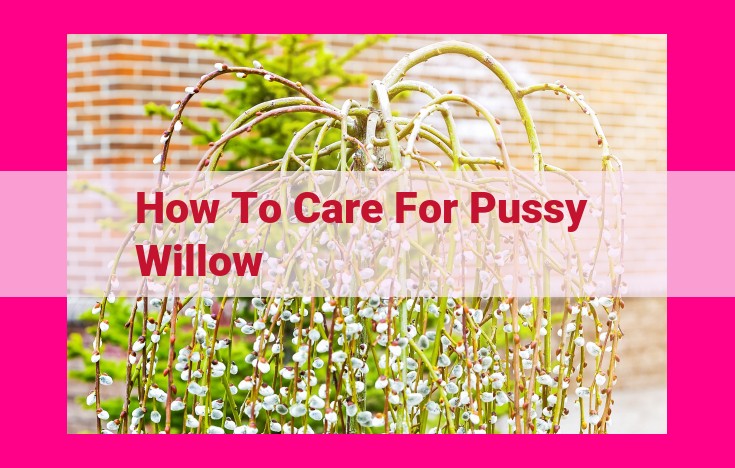 how to care for pussy willow