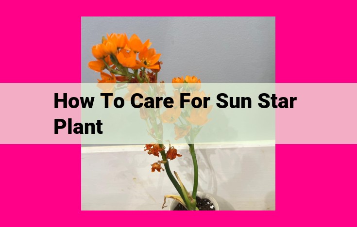 how to care for sun star plant