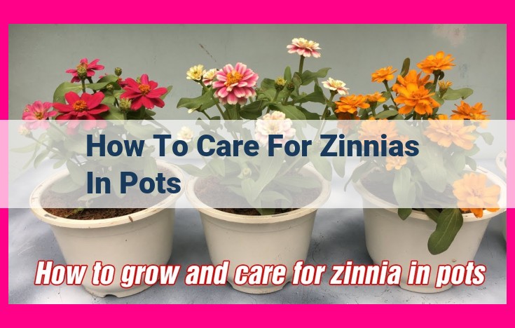 how to care for zinnias in pots