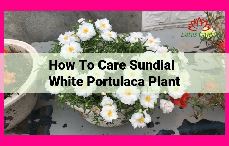 how to care sundial white portulaca plant