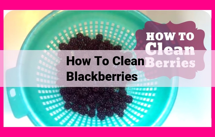 how to clean blackberries