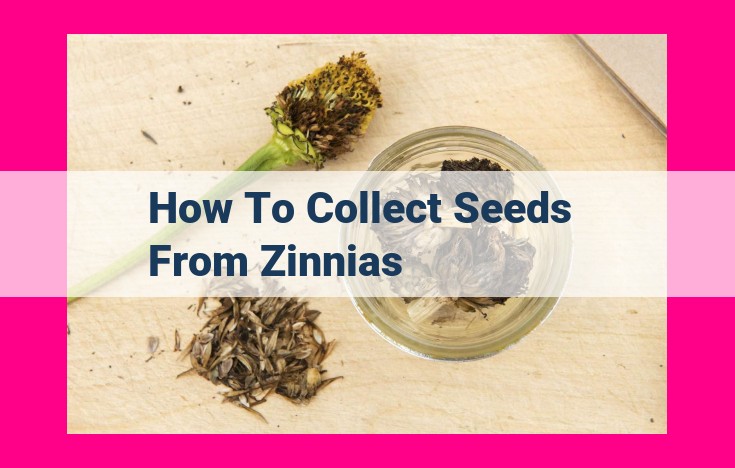 how to collect seeds from zinnias