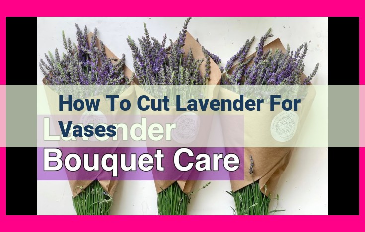 how to cut lavender for vases