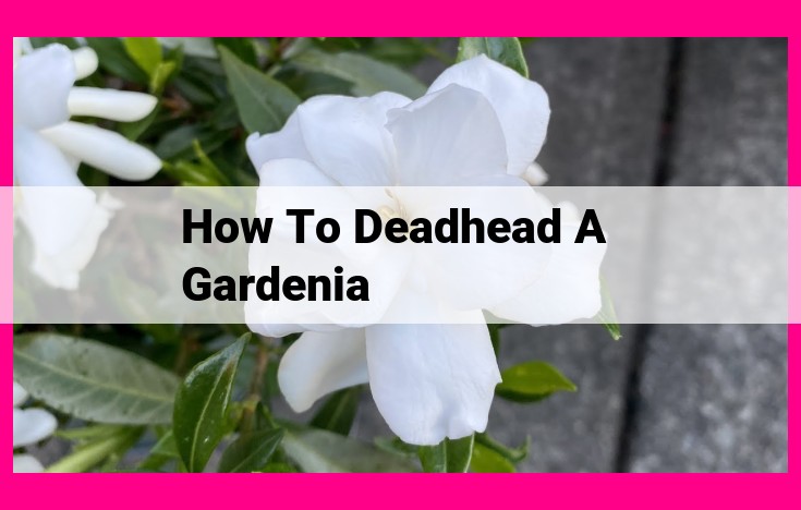 how to deadhead a gardenia