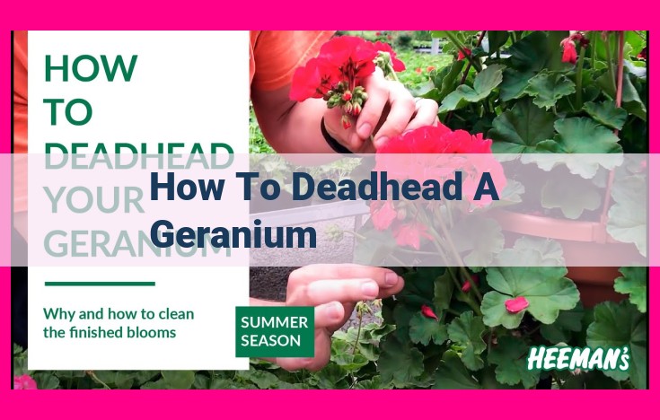 how to deadhead a geranium