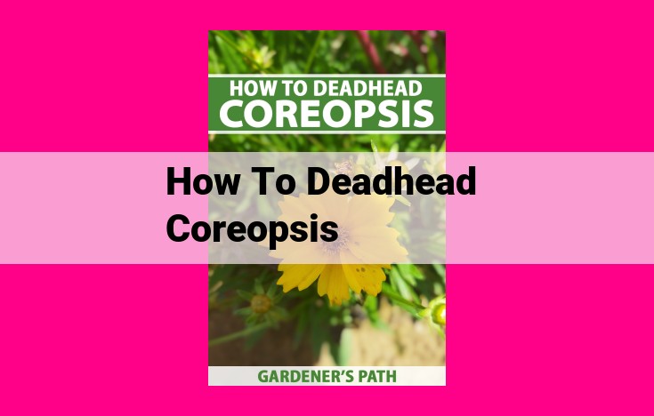 how to deadhead coreopsis