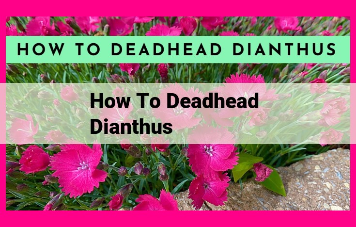 how to deadhead dianthus