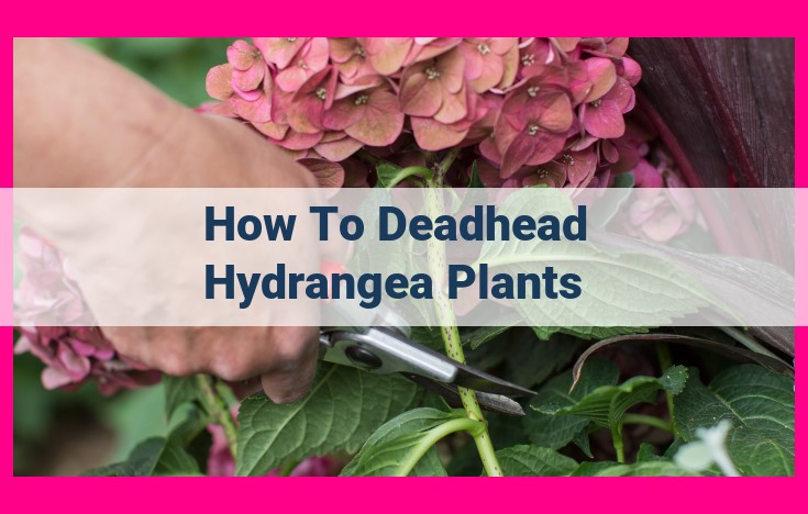 how to deadhead hydrangea plants