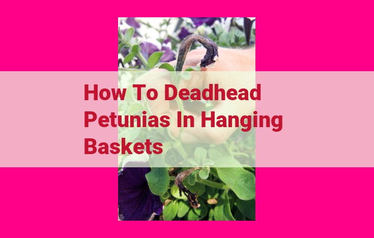 how to deadhead petunias in hanging baskets