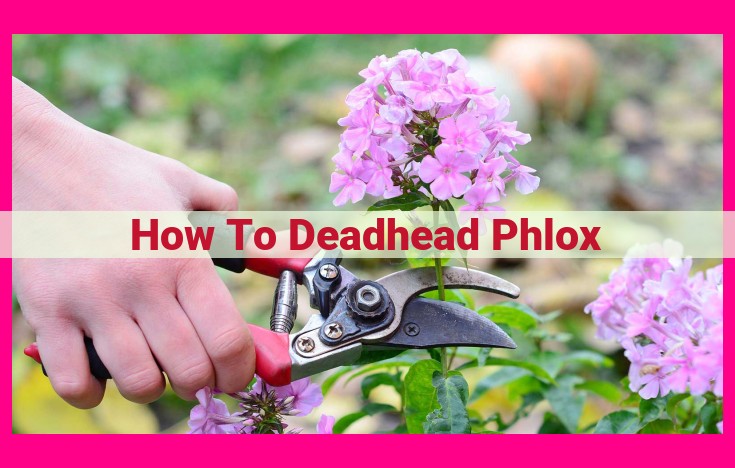 how to deadhead phlox