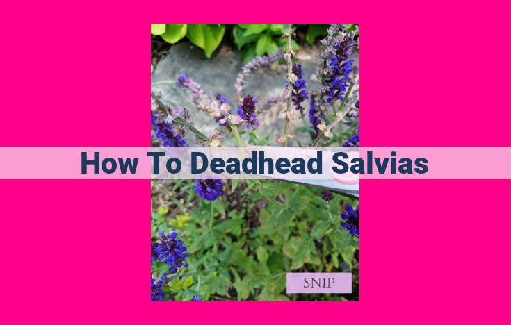 how to deadhead salvias