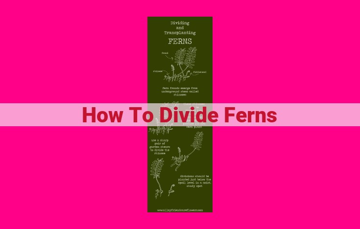 how to divide ferns