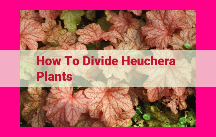 how to divide heuchera plants