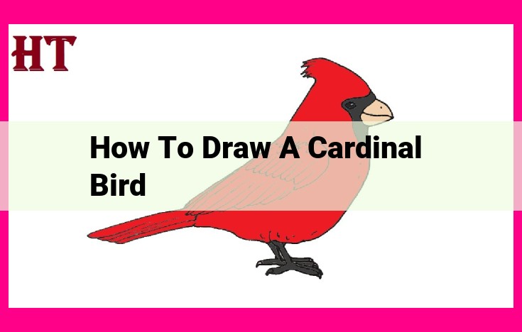 how to draw a cardinal bird