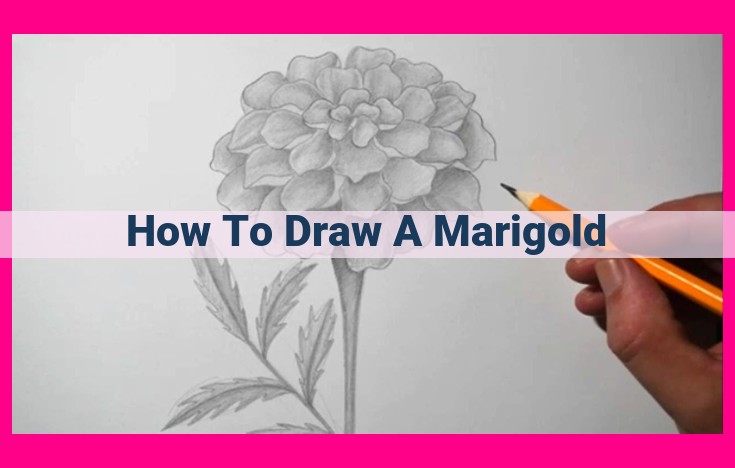 how to draw a marigold