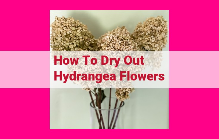 how to dry out hydrangea flowers