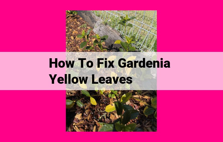 how to fix gardenia yellow leaves