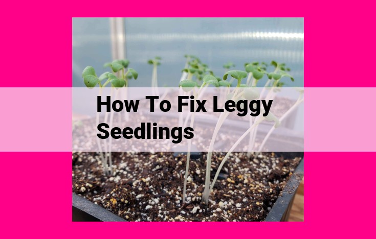 how to fix leggy seedlings