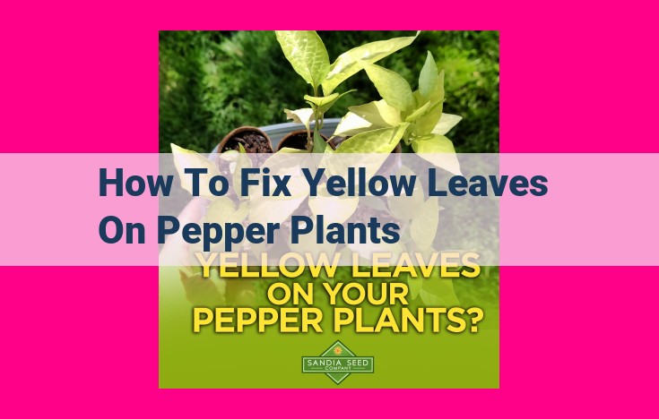 how to fix yellow leaves on pepper plants