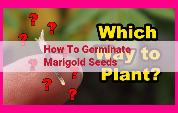 how to germinate marigold seeds