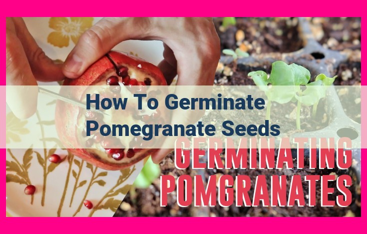 how to germinate pomegranate seeds