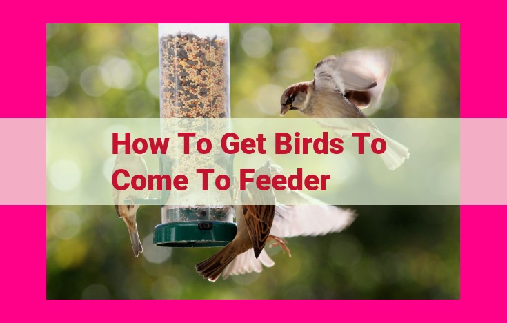 how to get birds to come to feeder