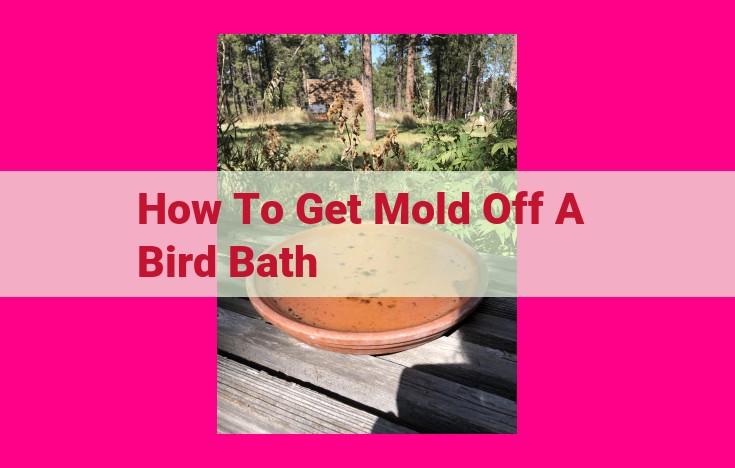 how to get mold off a bird bath