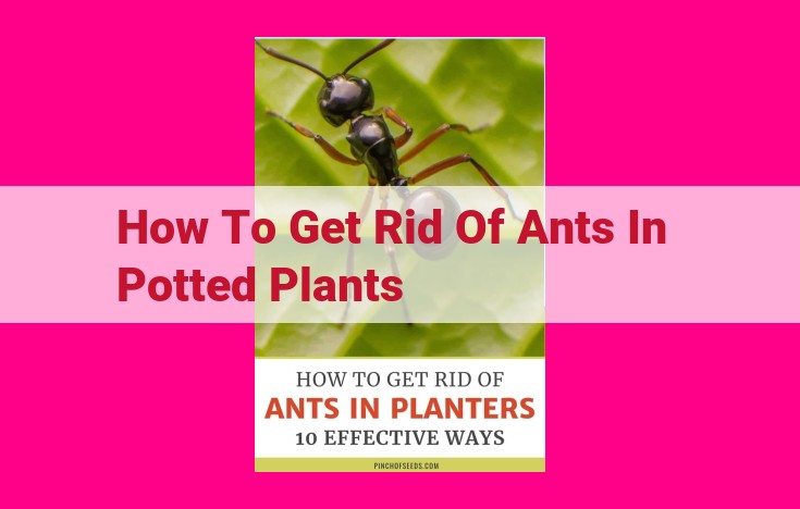 how to get rid of ants in potted plants