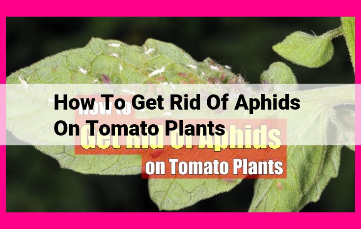 how to get rid of aphids on tomato plants