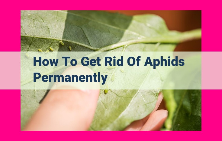 how to get rid of aphids permanently