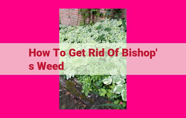 how to get rid of bishop's weed