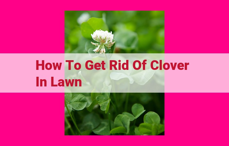 how to get rid of clover in lawn