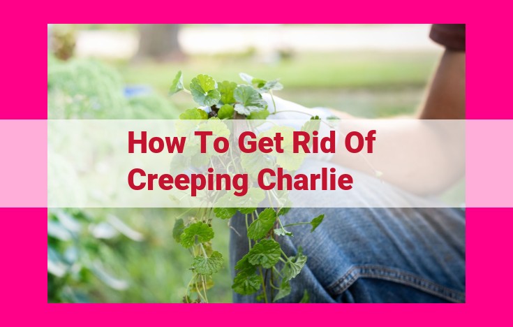 how to get rid of creeping charlie