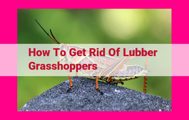 how to get rid of lubber grasshoppers