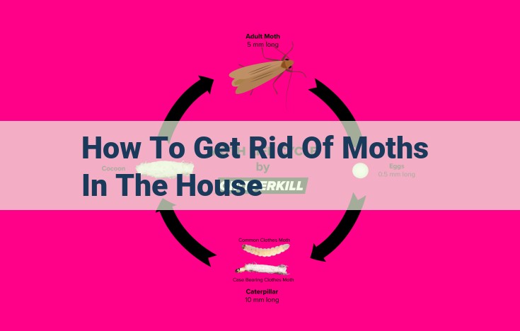 how to get rid of moths in the house