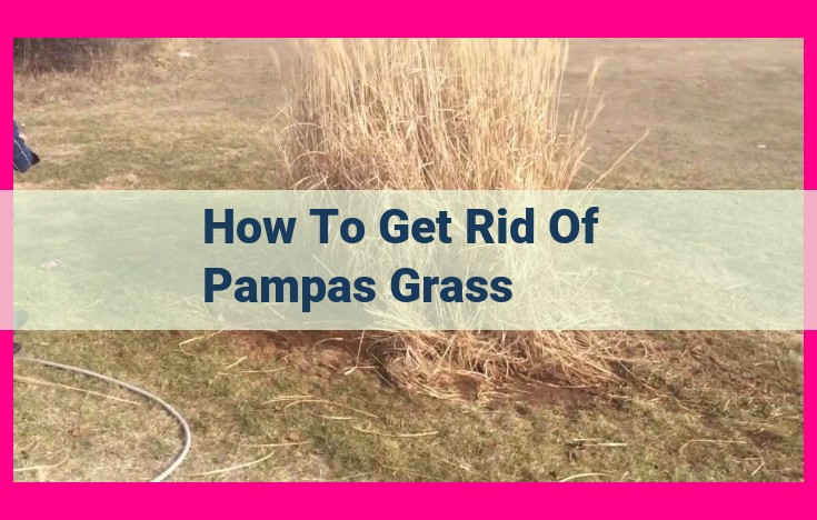 how to get rid of pampas grass