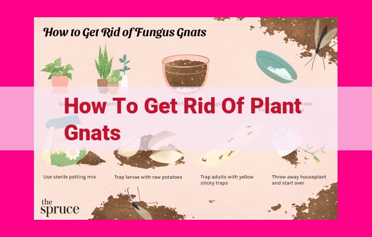 how to get rid of plant gnats