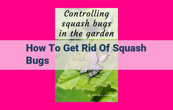 how to get rid of squash bugs