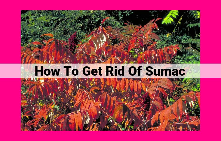 how to get rid of sumac