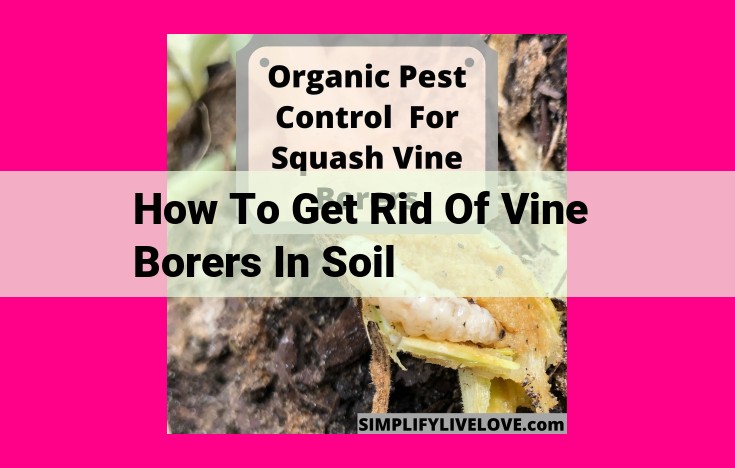 how to get rid of vine borers in soil