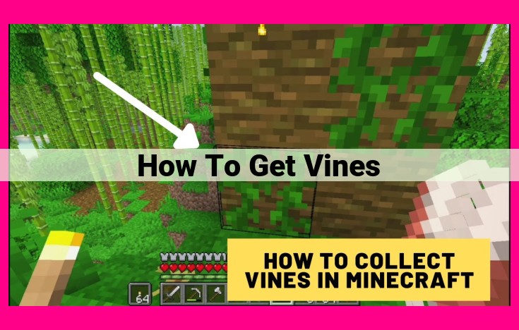 how to get vines