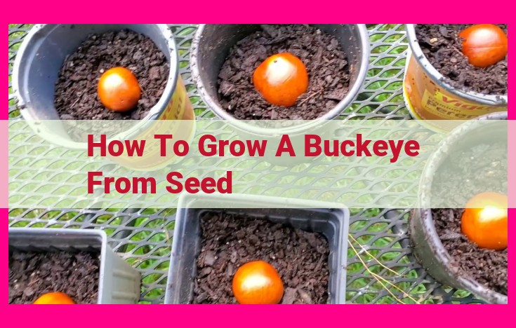 how to grow a buckeye from seed