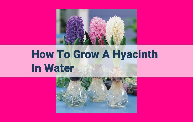 how to grow a hyacinth in water