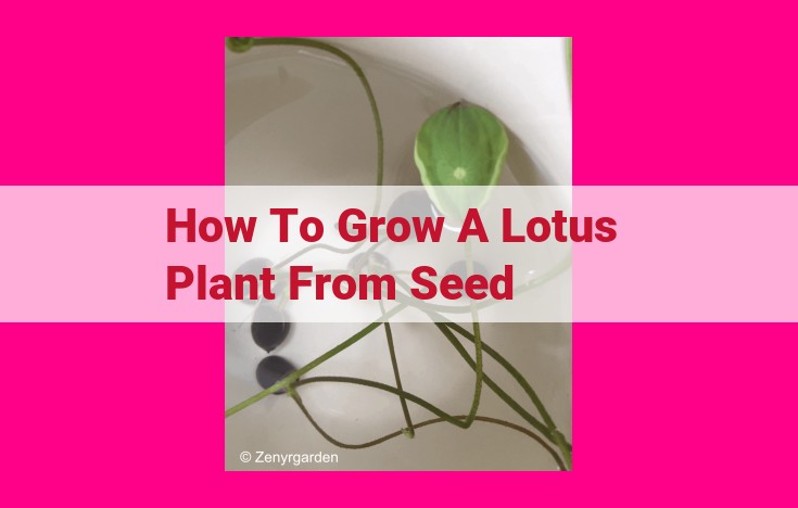 how to grow a lotus plant from seed