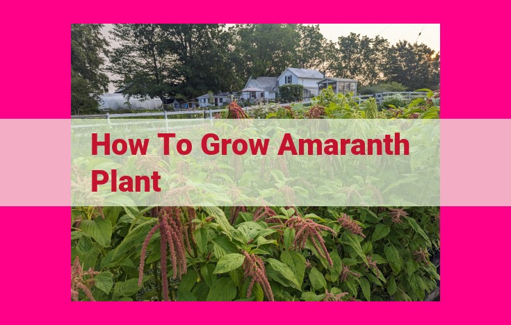 how to grow amaranth plant