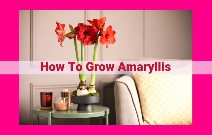 how to grow amaryllis