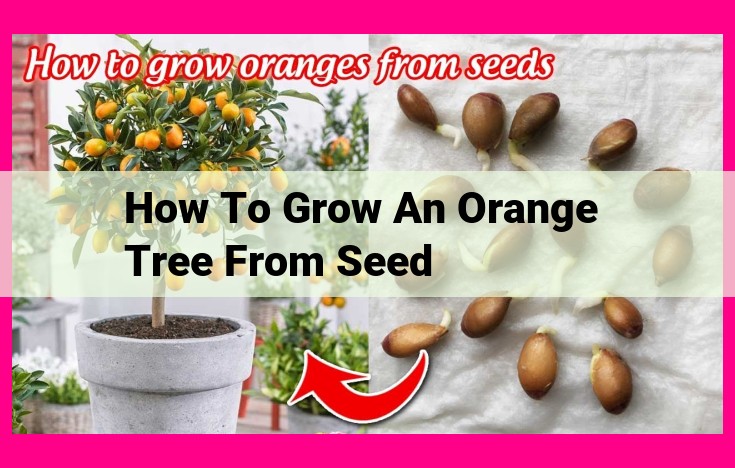 how to grow an orange tree from seed