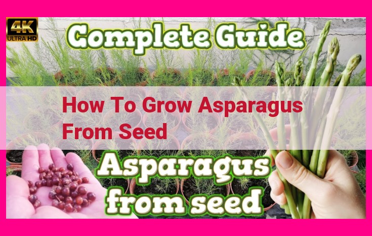 how to grow asparagus from seed